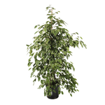 Фикус Бенджамина