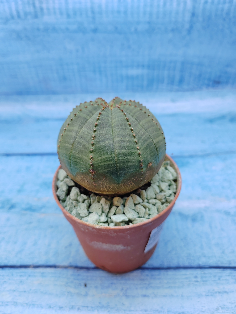 Euphorbia Obesa (Эуфорбия)