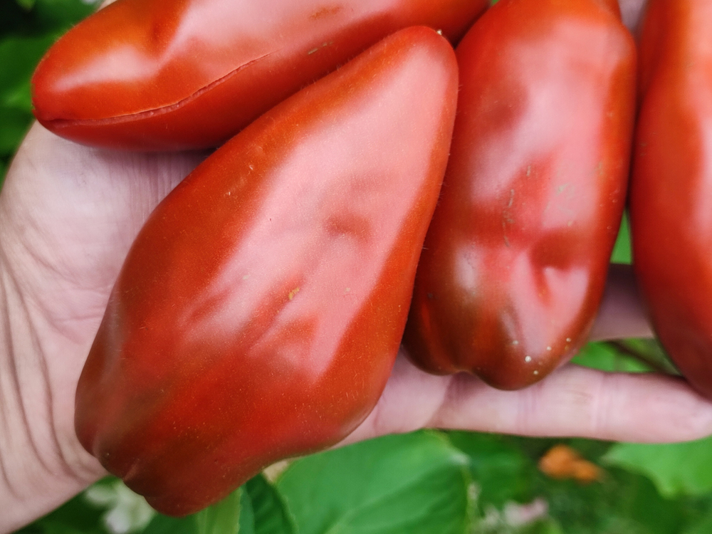 Кубинский перцевидный сорт томата
