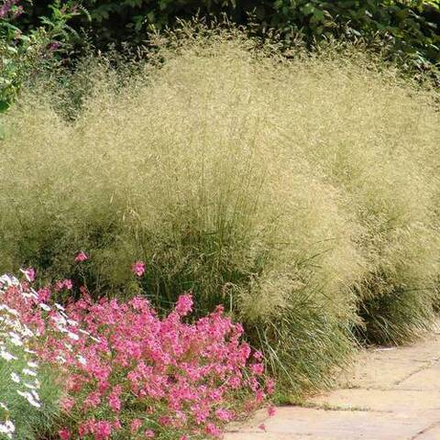 Щучка дернистая Голдшлеер С1