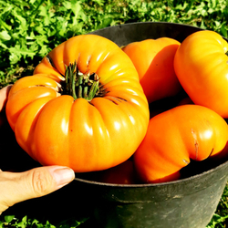 Помидоры КВХ - Kellogg's Breakfast Cross