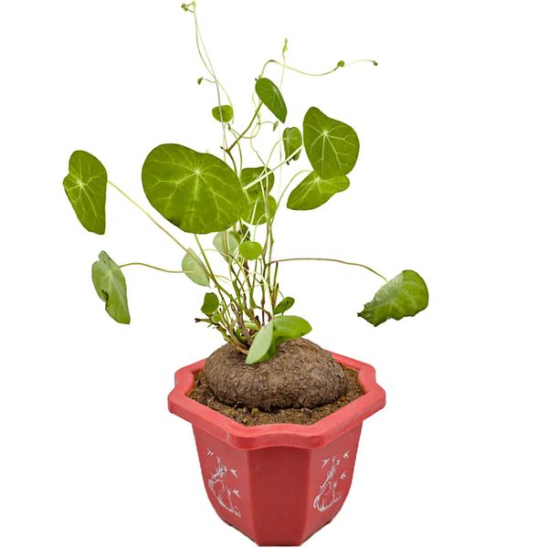 Стефания Эректа