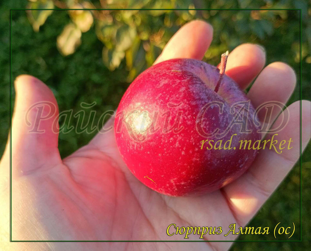 Яблоня Сюрприз Алтая