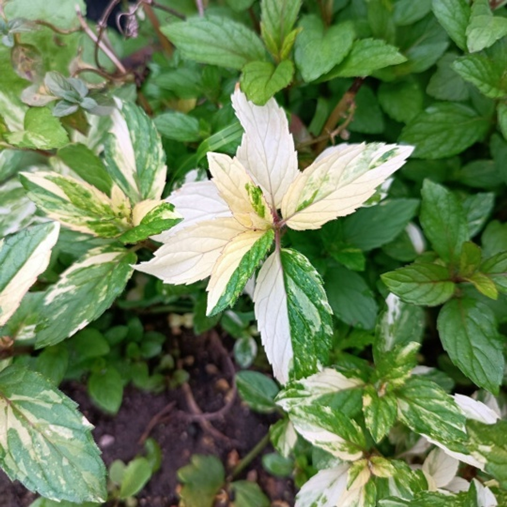 Мята Американская пестролистная