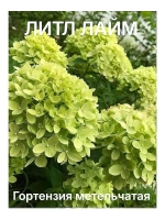 Литл Лайм гортензия метельчатая