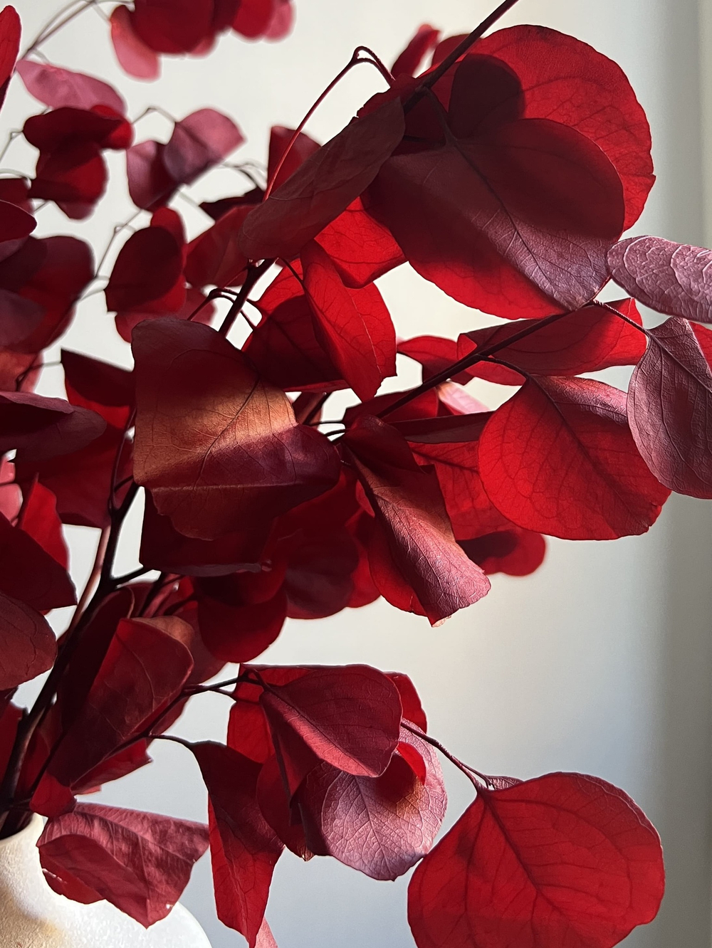 Эвкалипт Популус стабилизированный красный