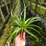 Тилландсия capitata Red