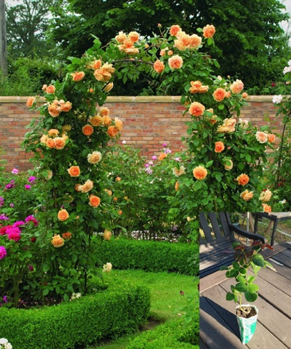 Роза Полька плетистая