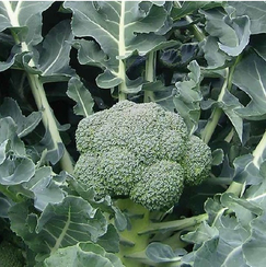 ЛОРД F1 семена капусты брокколи (Seminis | Alexagro)