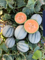 Люмьер F1 семена дыни ( Yuksel Tohum / )