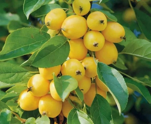 Китайка наливная