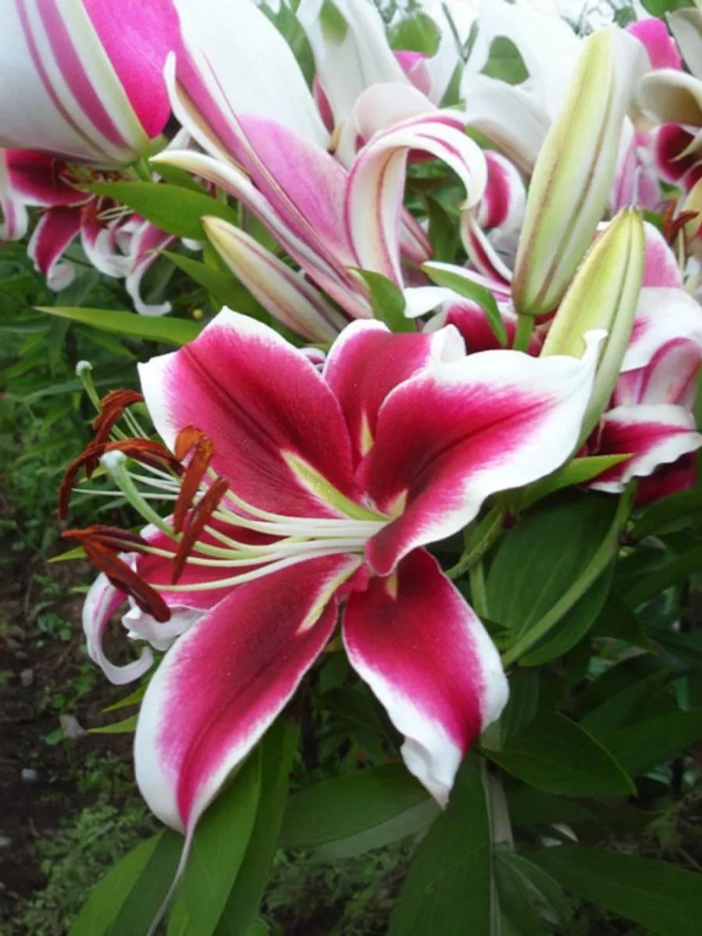 Лилия Кэнди Клаб (ОТ-гибрид)