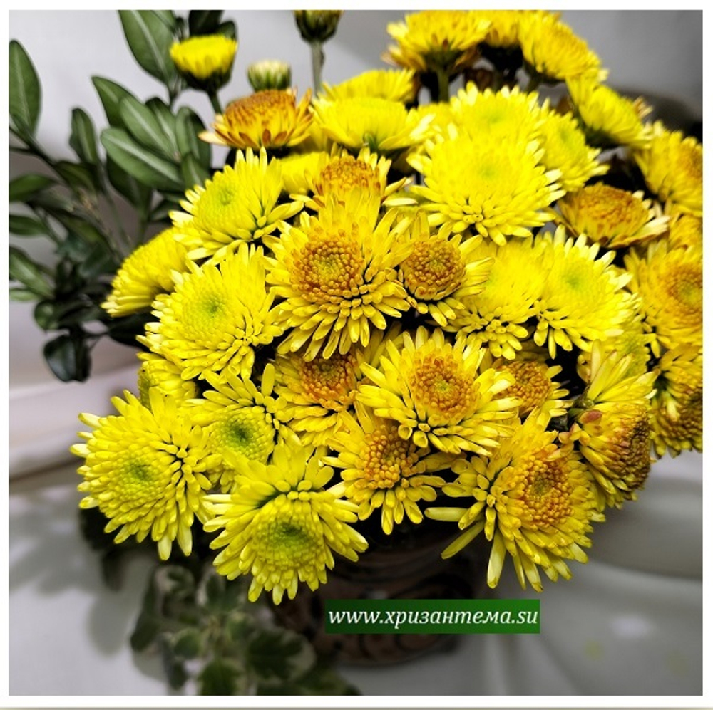 Хризантема кустовая Stalion yellow ☘ к.38    (отгрузка Май)