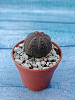 Суккулент Euphorbia Obesa (Эуфорбия)
