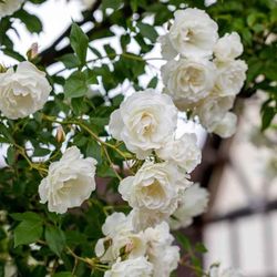 Айсберг (Iceberg)