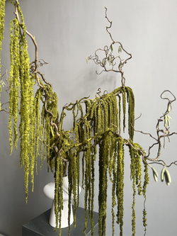 Амарант стабилизированный зеленый