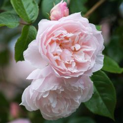 Зе Дженероуз Гарден (The Generous Gardener)