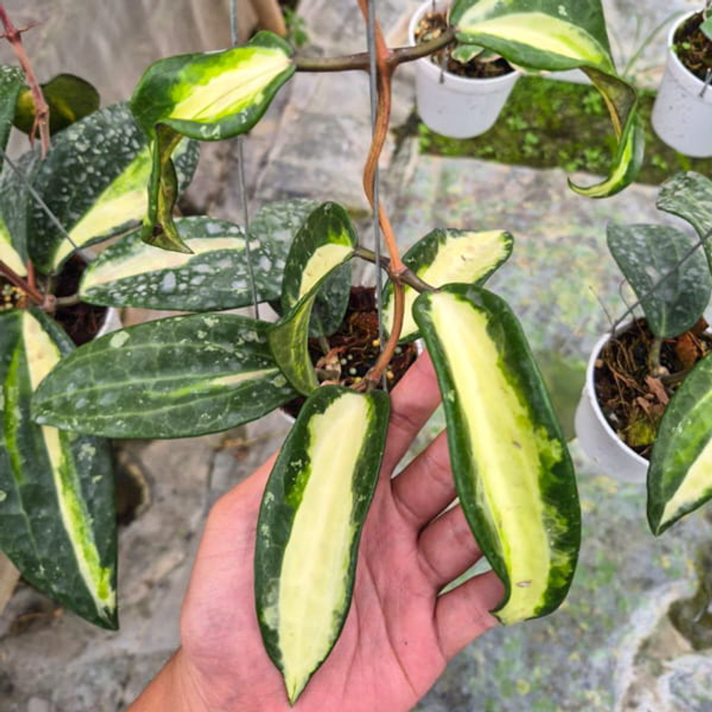 Хойя LATIFOLIA QUEENSY