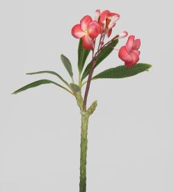 TR 614S Плумерия 3 бутона