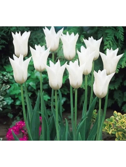 Тюльпан,луковицы BALLADE WHITE лилиецветные (4 штуки )