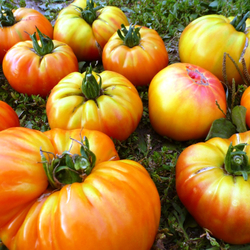 Помидоры Mortgage Lifter Yellow