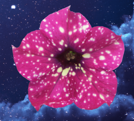 Петуния FAMOUS CHERRY SKY