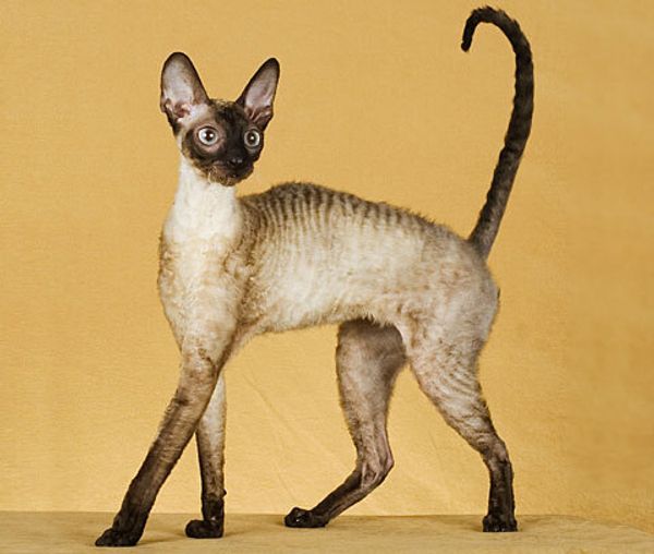 Корниш-рекс - кошка в курчавой шубке
