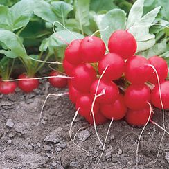 ДОНАР F1 семена редиса (Syngenta | Alexagro)