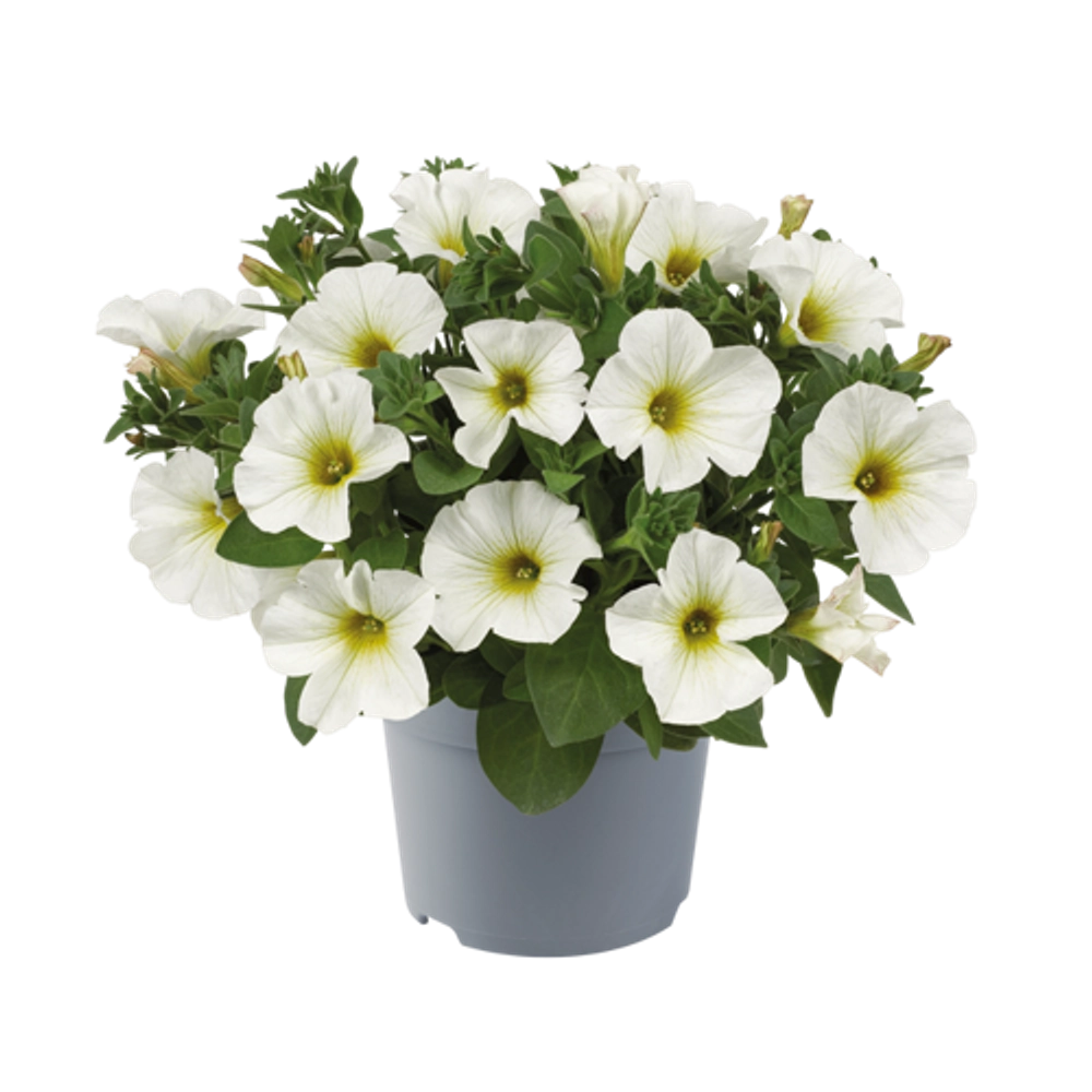Петхоа BEAUTICAL Pearl White