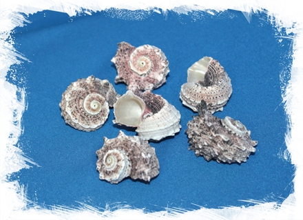 Ангария, 2-5см, 100гр, 5шт