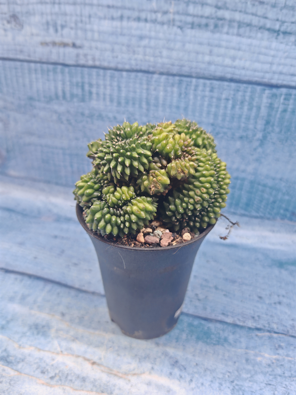 Gymnocalycium Spineless Crested form (Гимнокалициум Кристатный)