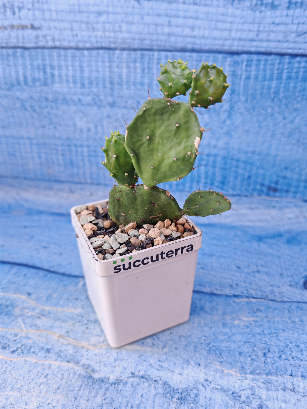 Opuntia Brasiliensis (Опунция)