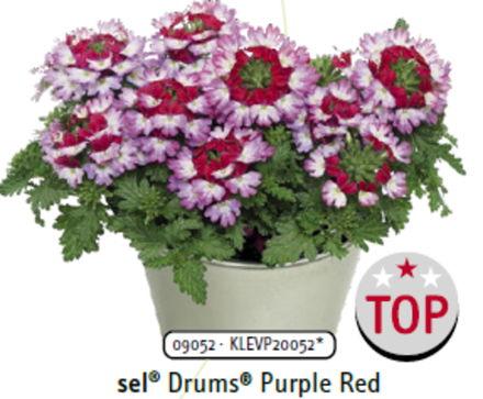 ЕВРО Вербена Drums Purple Red укорененный черенок ОКС начало декабря