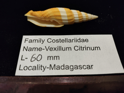 Вексиллюм Цитринум