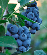 Голубика высокорослая БЛЮГОЛД С20 Закупка М44 апрель 2026