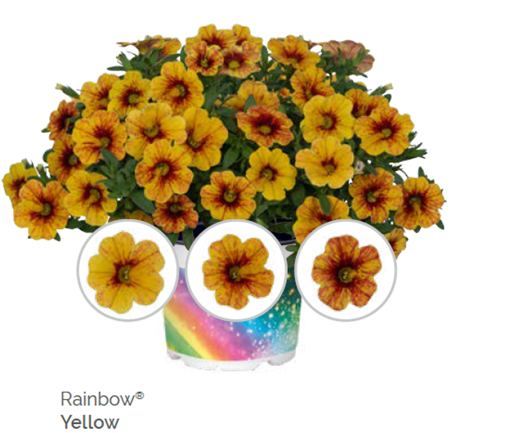 Калибрахоа Rainbow Yellow укорененный черенок ОКС конец ноября