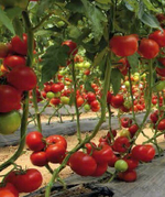 Матиссимо F1 семена томата индетерминантного (Seminis / Семинис)