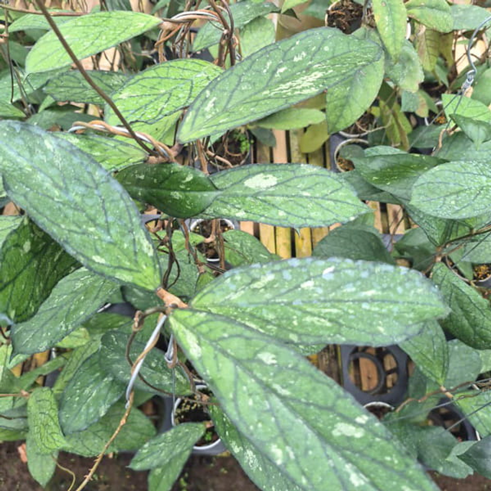 Хойя TANGGAMUS PATOK BESI