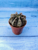 Gymnocalycium Friedrichii (Гимнокалициум)