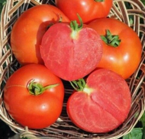 Томат Полфаст