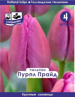 Тюльпан Луковица, Пурпл Прайд, 4 шт крупные