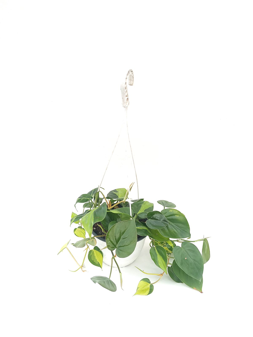 Филодендрон (MIX)