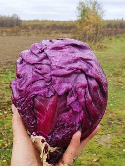 Капуста краснокочанная