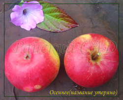 Яблоня Осеннее