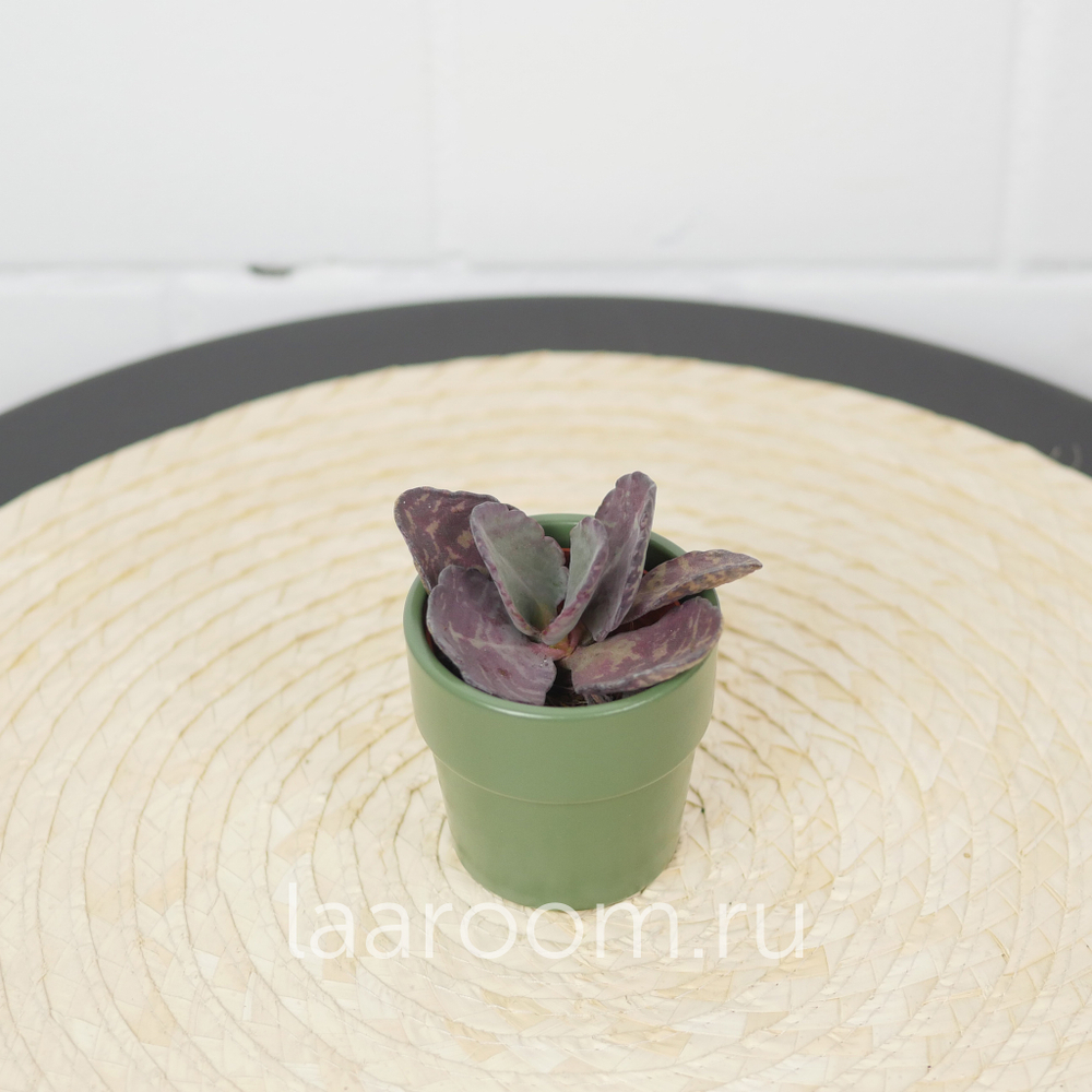 Каланхое хумилис Зебра