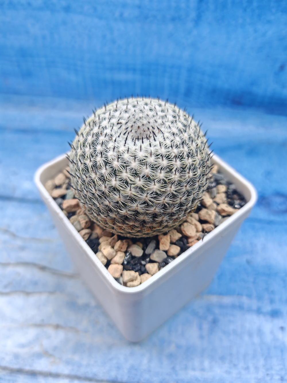 Mammillaria Microthele Superfina (Маммилярия)