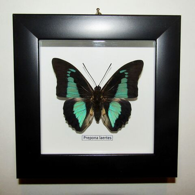 Бабочка Prepona laertes в рамке