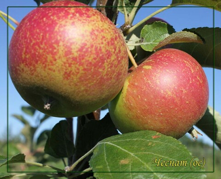 Яблоня Чеснат (Chestnut)