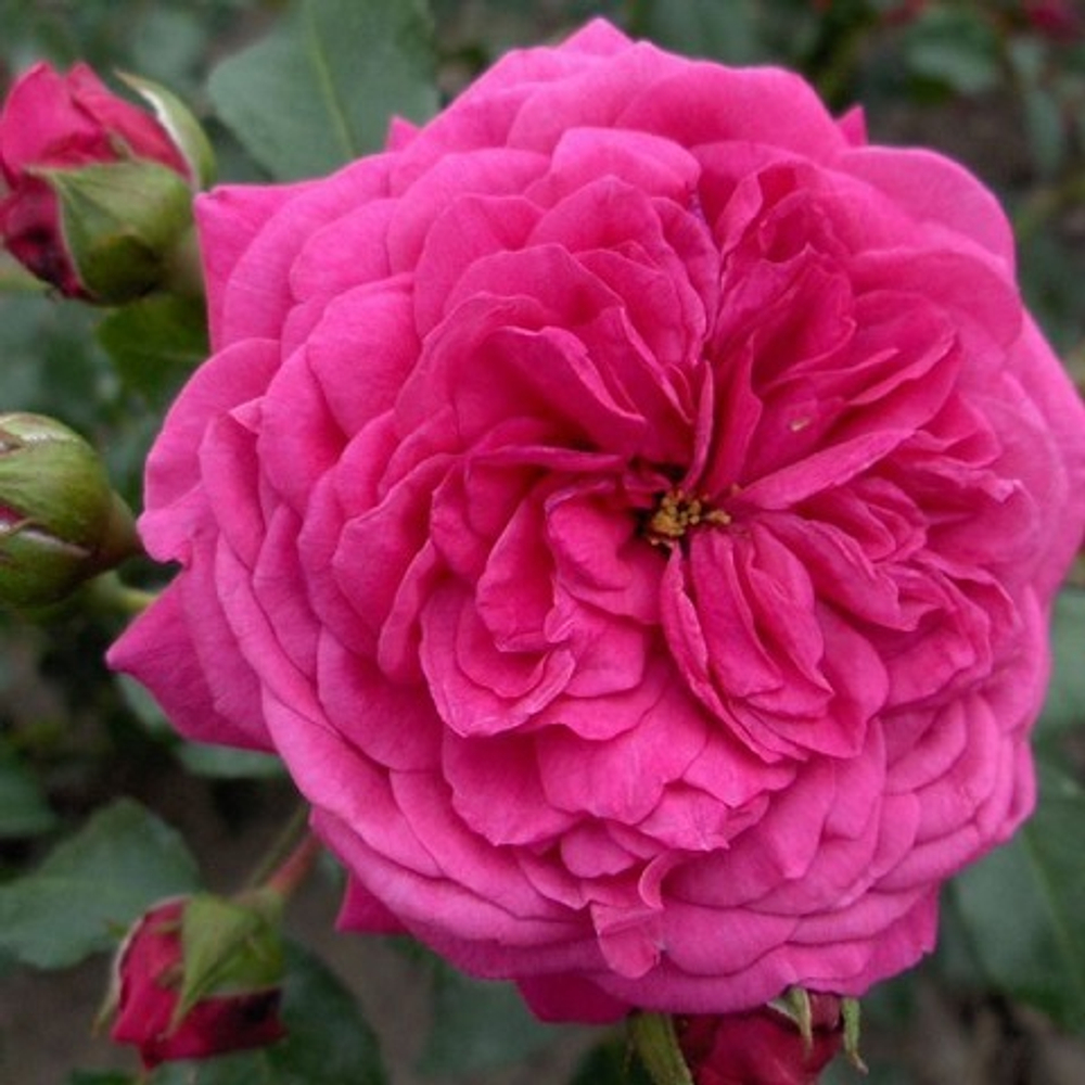 Роза плетистая Laguna