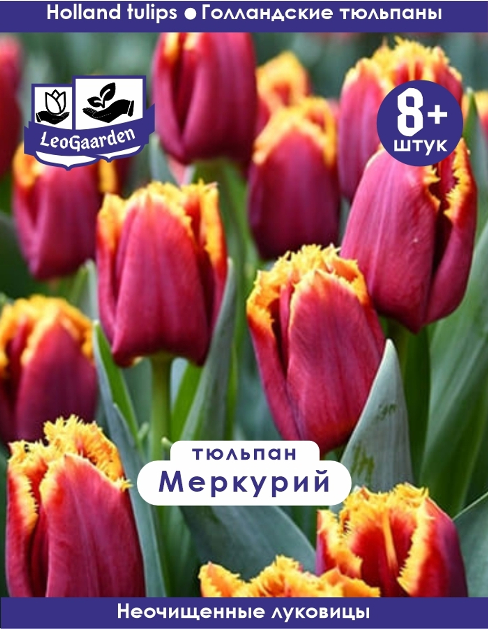 Тюльпан Луковица, Меркурий, 8+ шт